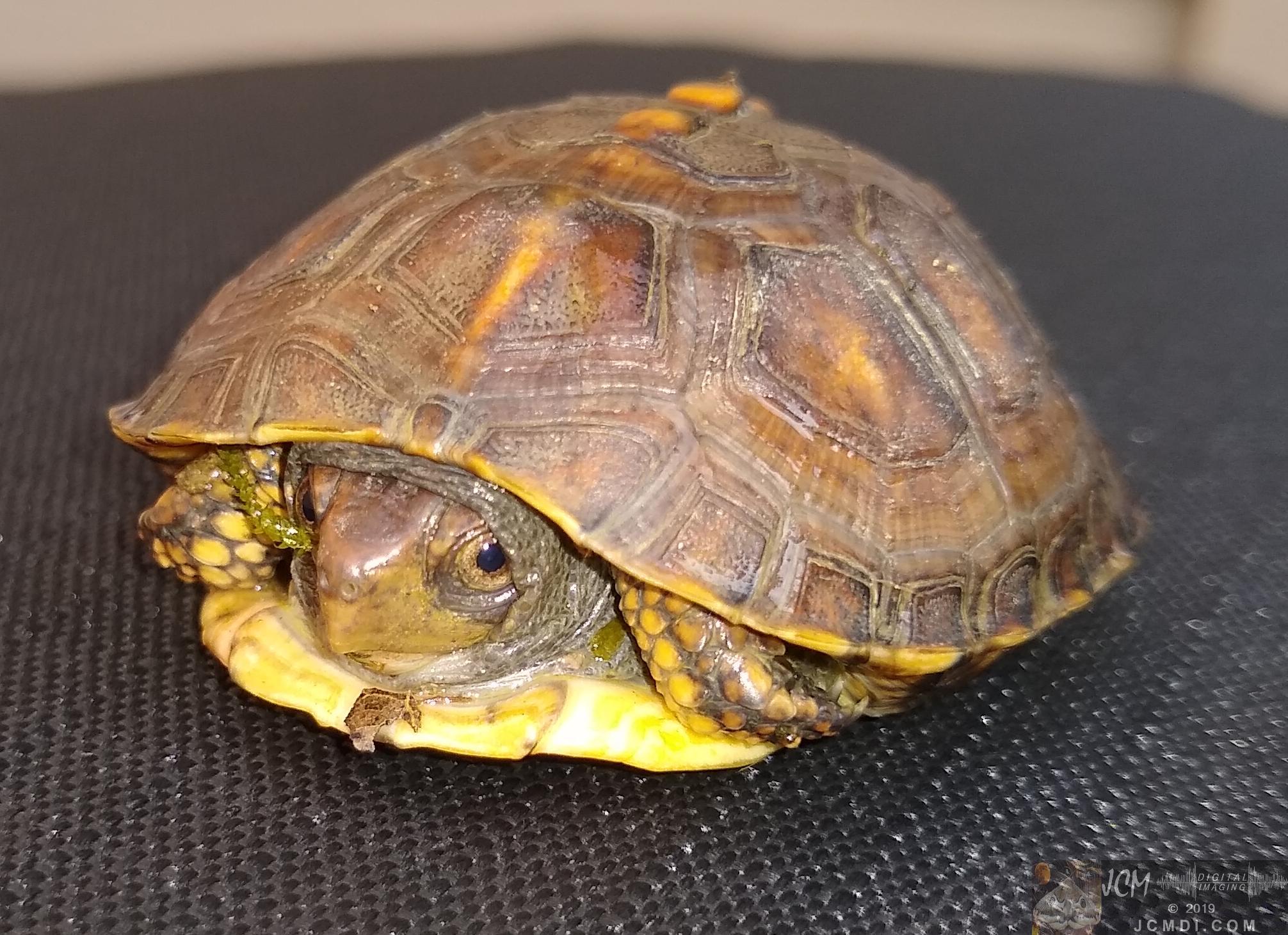 Small Turtle found in woods